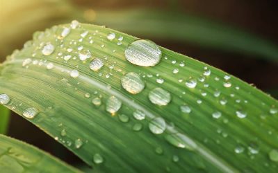 Les guides auprès de la Terre