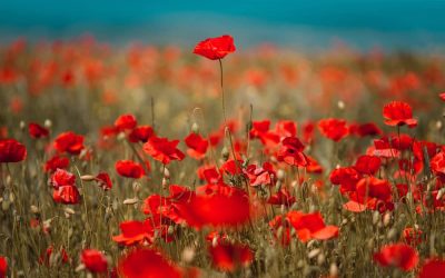 Ode à la Vie pour donner force, espoir et courage