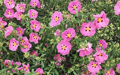 Vers plus d&rsquo;Amour